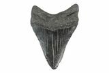 Fossil Megalodon Tooth - South Carolina #168945-2